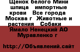 Щенок белого Мини шпица , импортные крови - Все города, Москва г. Животные и растения » Собаки   . Ямало-Ненецкий АО,Муравленко г.